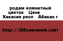 родам комнатный цветок › Цена ­ 250 - Хакасия респ., Абакан г.  »    